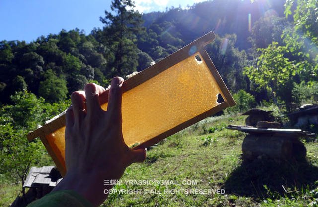 跟着养蜂人，体验一次蜂蜜的诞生