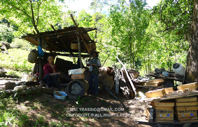 跟着养蜂人，体验一次蜂蜜的诞生