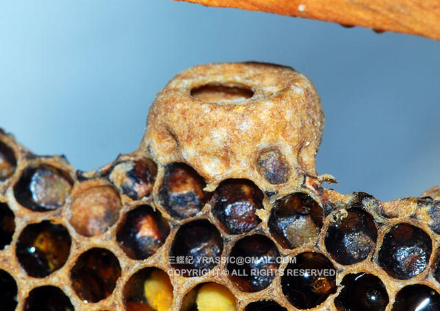 跟着养蜂人，体验一次蜂蜜的诞生