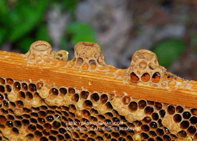 跟着养蜂人，体验一次蜂蜜的诞生