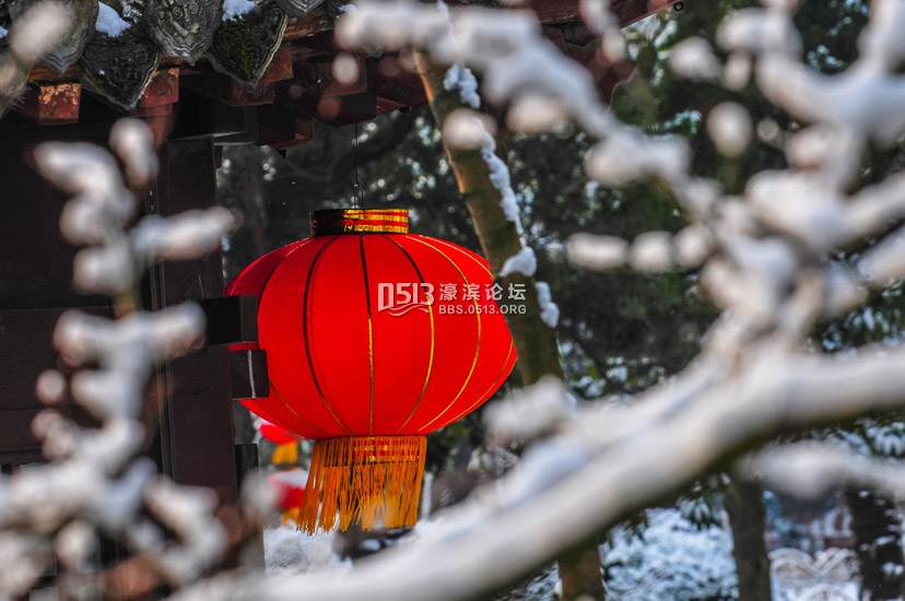 白雪红灯笼 狼山雪后分外娇   钱伟章摄 ) (9).jpg