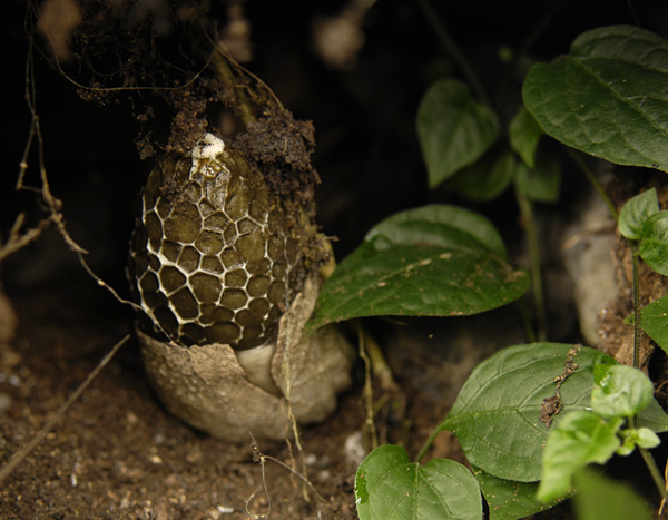 舌尖上的海龙囤：四百年前土司最爱吃什么