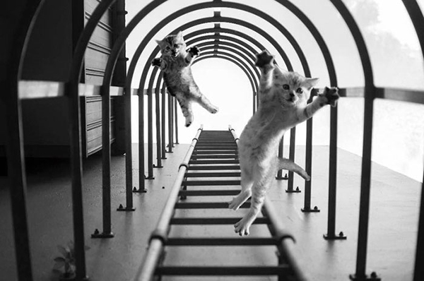 趣看|全民恶搞摄影奖优胜作，你，值得PS