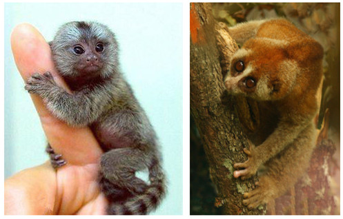 墨猴：编织的传说还是消失的生物？