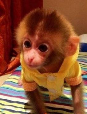 墨猴：编织的传说还是消失的生物？