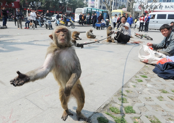 猴子为什么也叫做“马骝”
