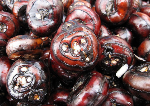 猴子为什么也叫做“马骝”