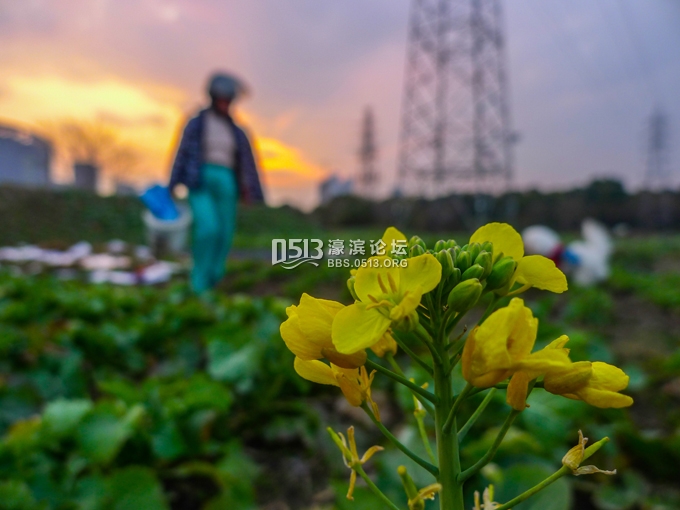 南通农田油菜花儿悄悄开 春姑娘醒了 (1).jpg