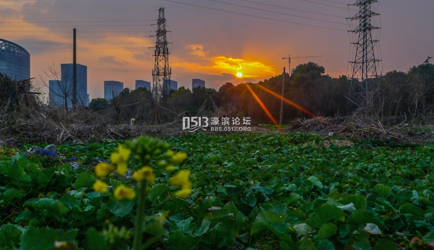 南通农田油菜花儿悄悄开 春姑娘醒了 (2).jpg