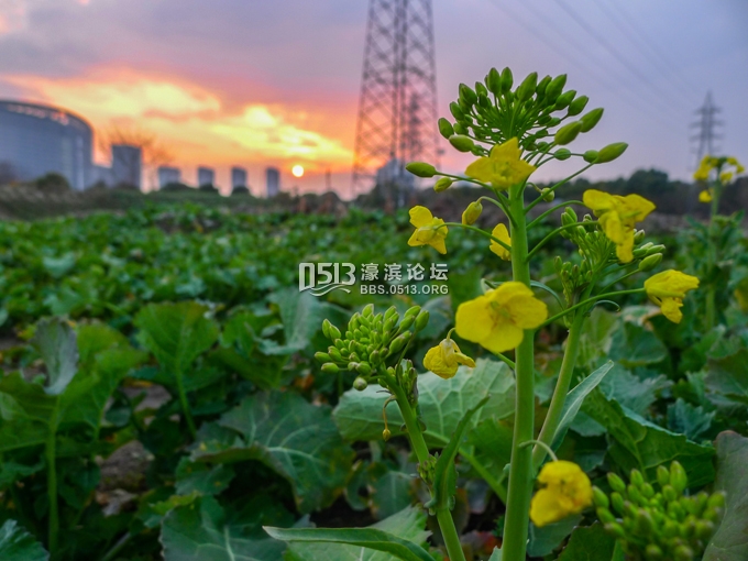 南通农田油菜花儿悄悄开 春姑娘醒了 (3).jpg
