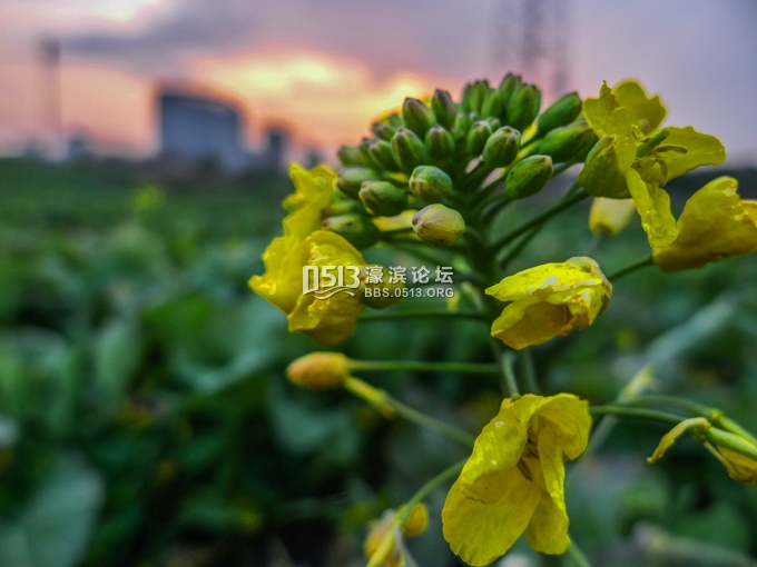 南通农田油菜花儿悄悄开 春姑娘醒了 (4).jpg