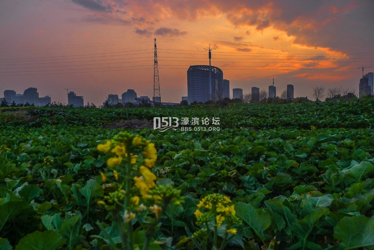 南通农田油菜花儿悄悄开 春姑娘醒了 (5).jpg