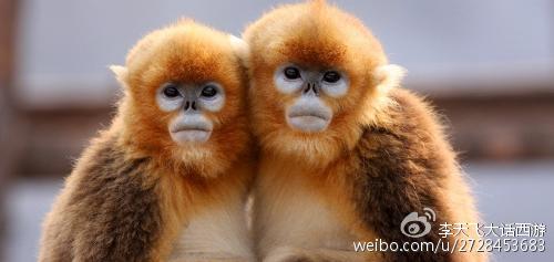 孙悟空在花果山有六个结拜兄弟，为什么取经时都不见了？