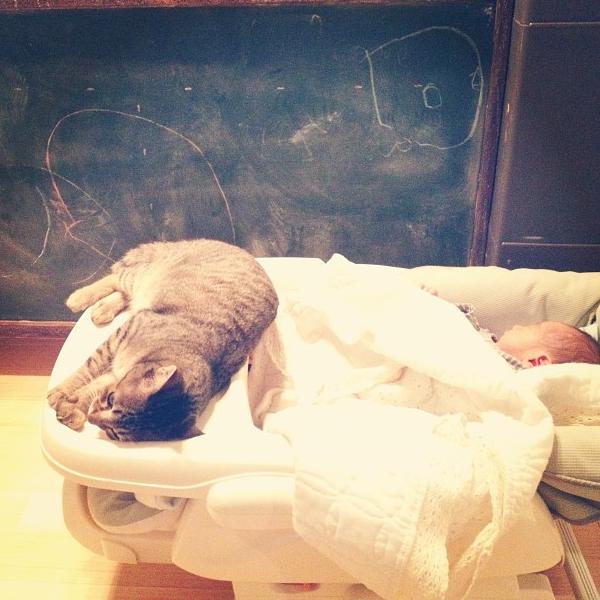 作为一只猫，我最想做的事就是陪着你长大