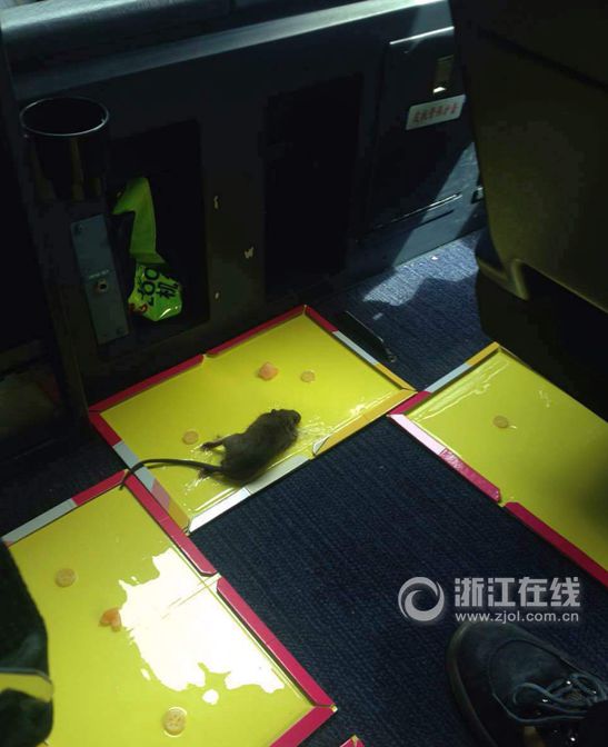 机舱内发现的老鼠