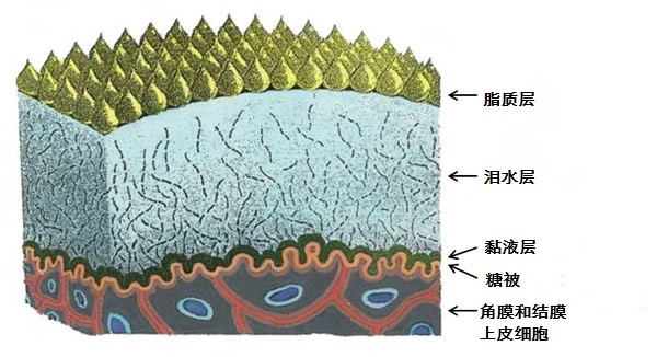 眨眼之间：为什么我的眼睛没受伤也那么疼？