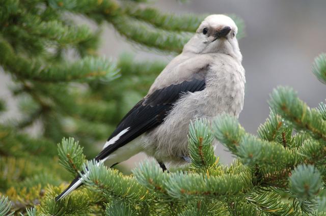北美星鸦，你为什么记得那么多种子都藏在哪里？