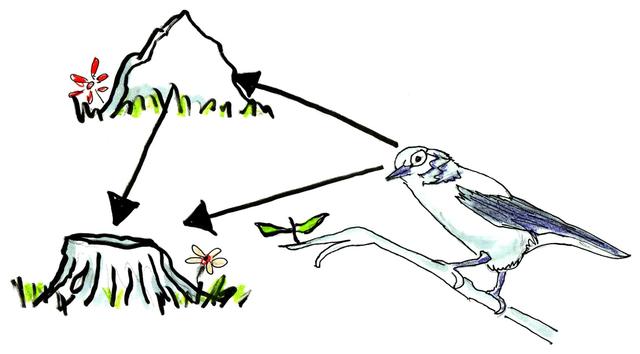 北美星鸦，你为什么记得那么多种子都藏在哪里？