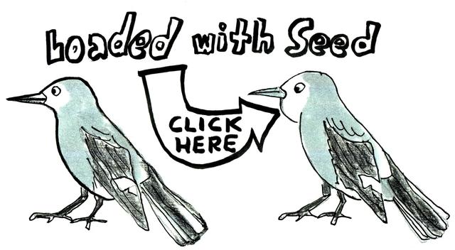 北美星鸦，你为什么记得那么多种子都藏在哪里？