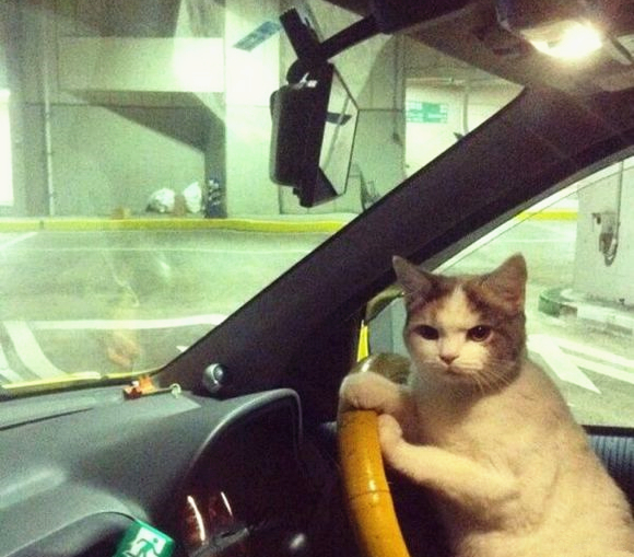 澎湃联播|如何安全上路，听听“老司机”怎么说