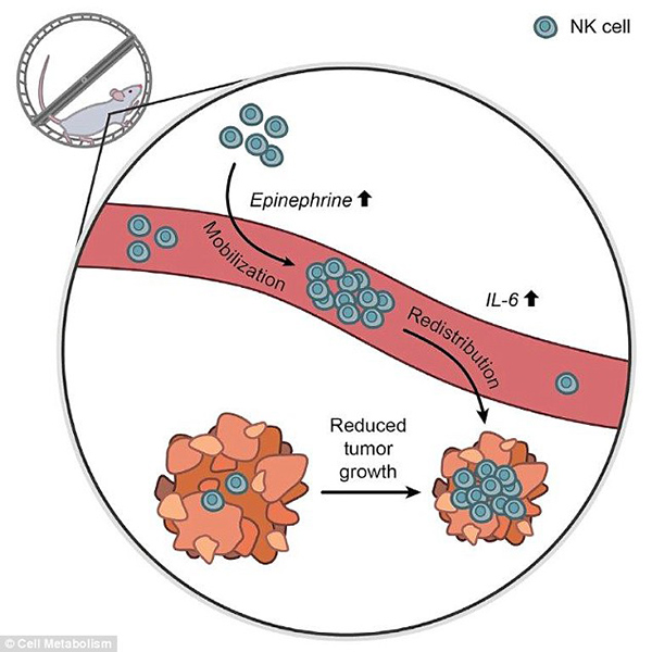 最新研究显示跑步真的有助抗癌，这次可不是伪科学段子