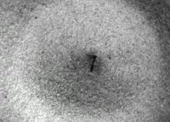 酷炫动图（二十六）：昆虫篇