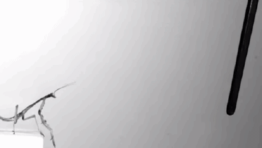 酷炫动图（二十六）：昆虫篇