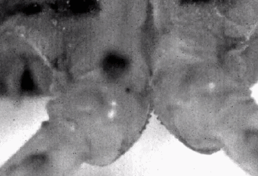 酷炫动图（二十六）：昆虫篇