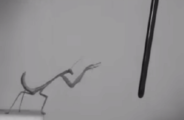 酷炫动图（二十六）：昆虫篇