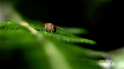 酷炫动图（二十六）：昆虫篇