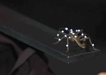 酷炫动图（二十六）：昆虫篇