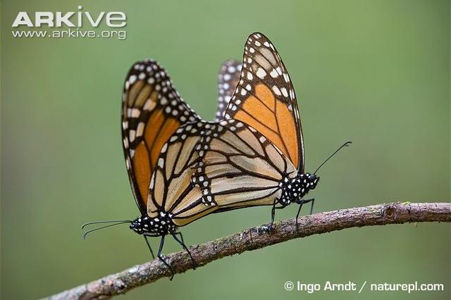 酷炫动图（二十六）：昆虫篇