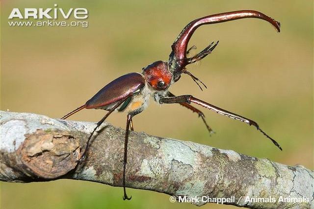 酷炫动图（二十六）：昆虫篇