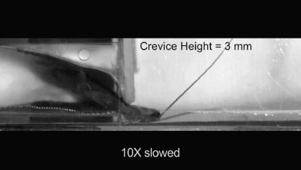 酷炫动图（二十六）：昆虫篇