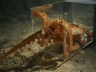 酷炫动图（二十六）：昆虫篇