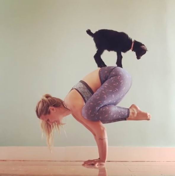 与山羊宝宝搭档做瑜伽，就是这么有趣！