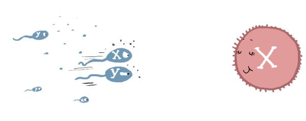 【答网友问】传说IT男容易生女宝宝，是真的么？