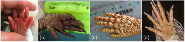 【论文故事】史前岩画上的“手”是谁的？