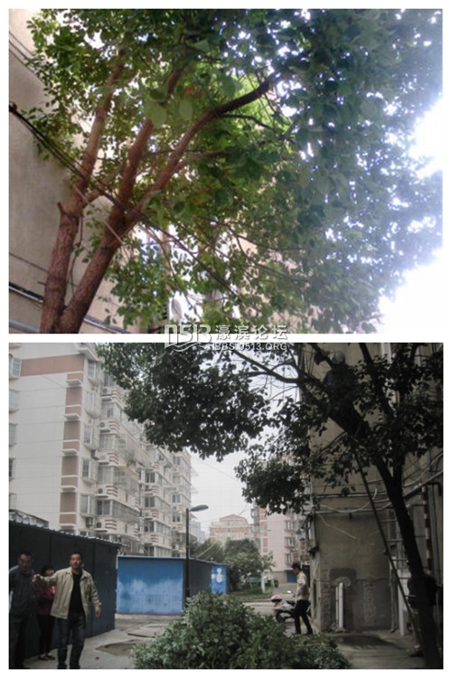 邻里理事长巡查小区，发现大树缠绕电线，立刻联系供 电局消除安全隐患