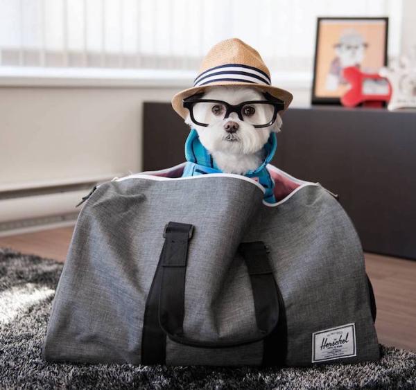 狗界“时尚先生”教你如何穿衣搭配外加晒照片