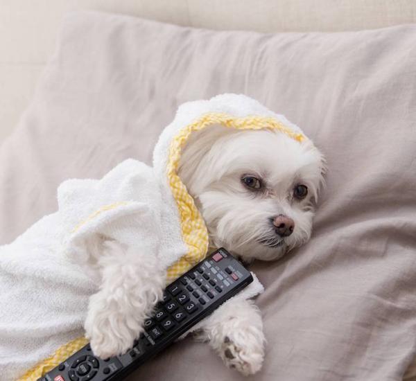 狗界“时尚先生”教你如何穿衣搭配外加晒照片