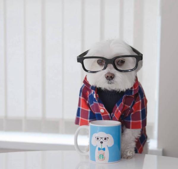 狗界“时尚先生”教你如何穿衣搭配外加晒照片