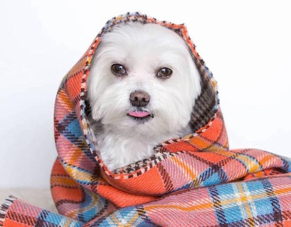 狗界“时尚先生”教你如何穿衣搭配外加晒照片