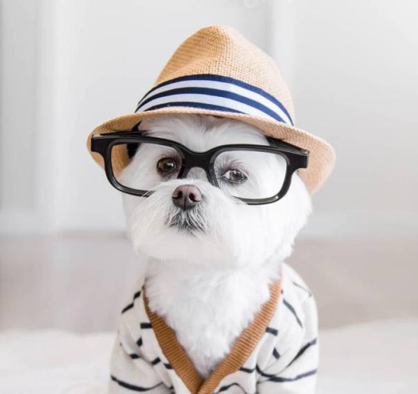 狗界“时尚先生”教你如何穿衣搭配外加晒照片