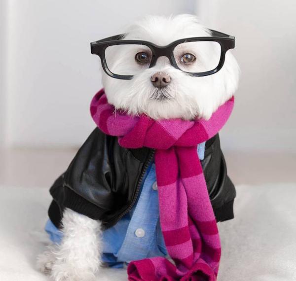 狗界“时尚先生”教你如何穿衣搭配外加晒照片