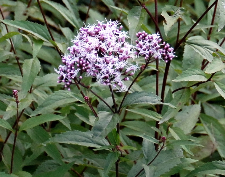 兰：古今原来有别