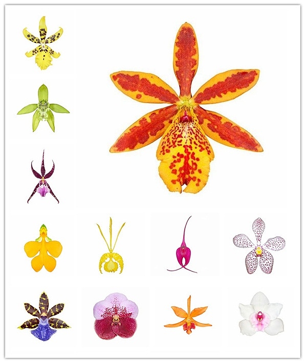 兰：古今原来有别