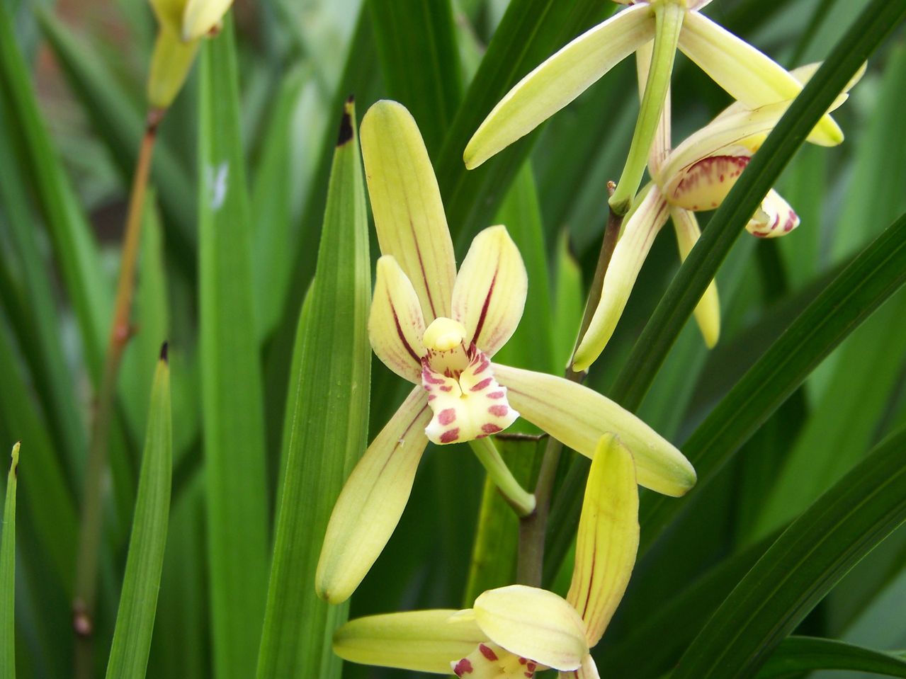 兰：古今原来有别