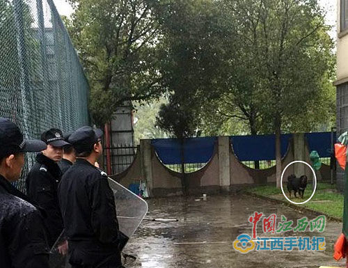 藏獒被赶到角落（圈内）