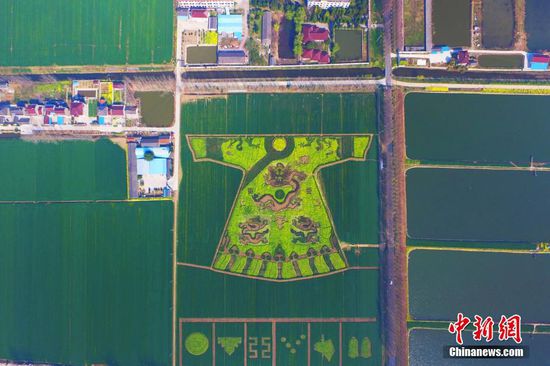 3月21日，航拍田野上的“双龙戏珠”迷宫。南京六合油菜花盛开，当地农民加紧制作巨型“龙袍”和“双龙戏珠”迷宫，从空中俯瞰，一幅“游龙戏麦”景观，颇为震撼。中新社记者